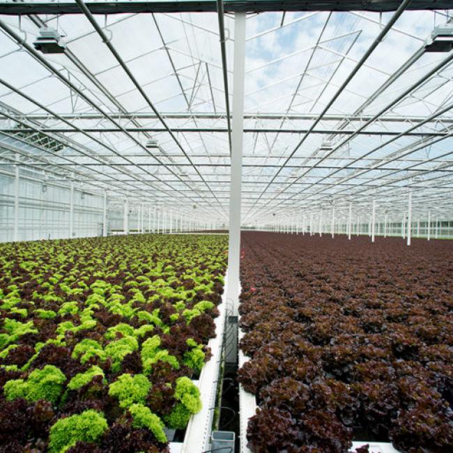 Forster Salatgarten AG (CH)