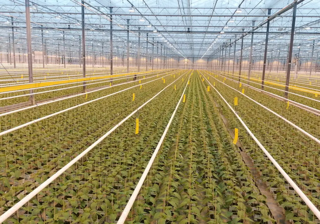 Gipmans Planten