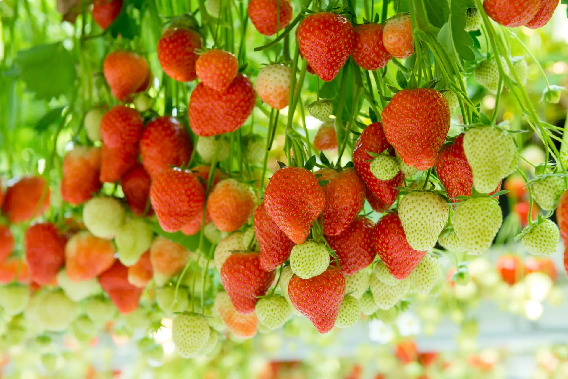 Royal Berry