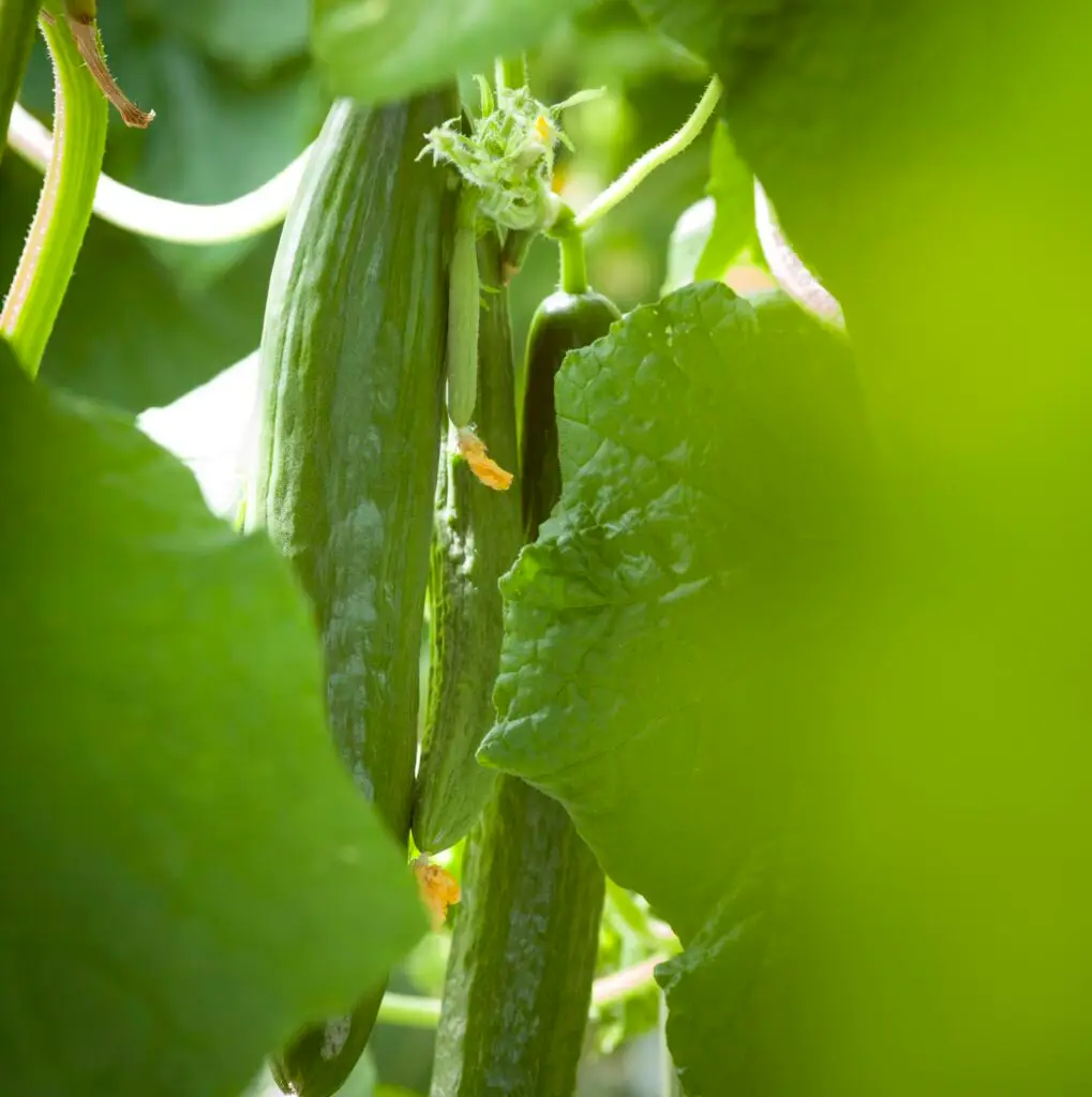 Multigrow